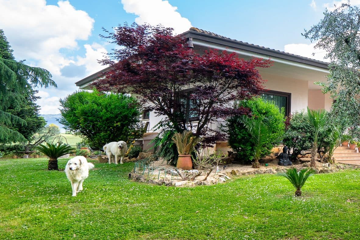 Uno dei cani di casa nel giardino, accanto all'acero rosso